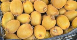 Fresh Hayward Kiwi – Wholesale Fresh, locally grown Hayward
