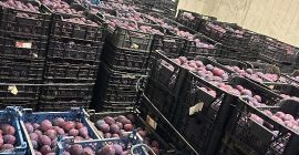 Sprzedam 10 ton prezydenta , towar zerwany chłodzony sztywny
