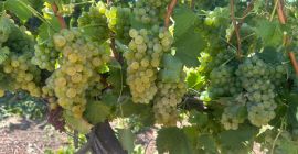 Wine grapes for sale directly from a producer in