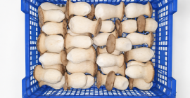 Funghi Pleurotus eryngii freschi – direttamente dal produttore. Il