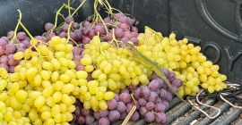 Premium Greek Grapes for Export We are a professional