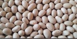 White beans Moisture: 13% Purity: 99% Packaging: Big bags
