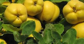 Mele cotogne biologiche in vendita, qualità premium. Coltivate con