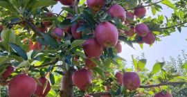 I am selling APPLES - first class varieties muco,