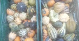 I'm selling ornamental pumpkins from my own farm. I