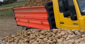Witam Oferuje dużą ilość ziemniaków na sprzedaż z tegorocznych