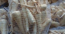 I'm offering fresh parsnips from this year's harvest. Packaging: