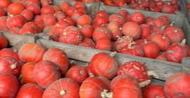 I will sell Hokkaido pumpkin of the FlexiKuri variety.