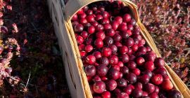 Venderò mirtilli rossi a frutto grande, provenienti dalla piantagione,