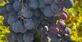 I sell Hamburg grapes for wine! Details and price