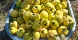 I am selling 500 kg of organic quince.