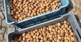 I will sell fresh walnuts, this year's harvest, about