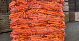 I am selling edible carrots, washed, with a beautiful