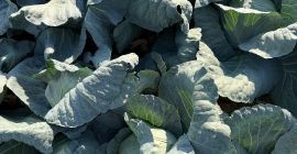 Я продаю капусту большими партиями, 3-5 кг, идеально подходит