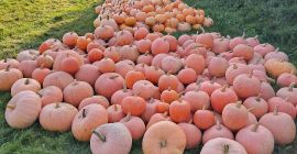 Ще продам тиквички за бебета, Юстинка