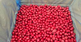 IQF sourcherries pitted 1cl. Oblacinska