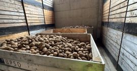HURTOWA SPRZEDAŻ ZIEMNIAKÓW – POLSKA I UE Oferujemy wysokiej