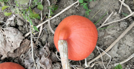 Hello, I have Hokkaido | Red Kuri pumpkins for
