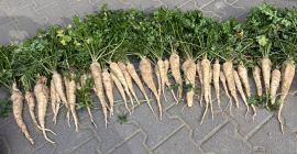 Trotz der schweren Dürre in diesem Jahr sieht die
