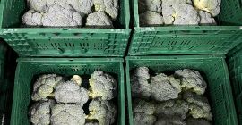 Свежая брокколи (экспорт и розничная продажа) o Качество: Плотные,