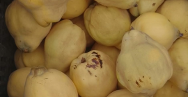 Our Székelyföld family farm offers 200m2 of quince for