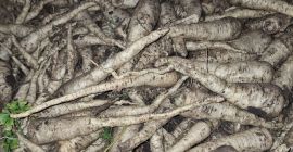 Hello, I'm selling Arat parsley, dug for the tops,