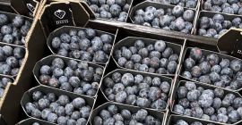 MIRTILLI PREMIUM 18+ | SEKOYA POP &amp; BEAUTY Varianti