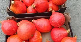Pumpkin Species: Hokkaido Quantity: Up to 50 tons, smaller