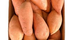 Patate dolci fresche egiziane di prima qualità (varietà Bellevue).