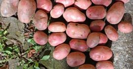 Speisekartoffeln zu verkaufen – Ernte 2026. Ich biete 75