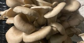 I will sell oyster mushrooms from my own cultivation