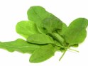 I will buy large quantities of sorrel for the