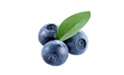 SELL FRESH FRUITS FRESH BLUEBERRY, PRICE - INTERNATIONAL AGRICULTURAL EXCHANGE, Agro-Market24