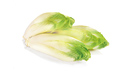 BUY FRESH VEGETABLES FRESH CHICORY, PRICE - AGRICULTURAL EXCHANGE, Agro-Market24