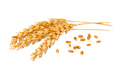 I will sell barley and barley malt. Wholesale quantities.