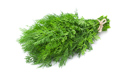 I will sell dill in kilograms or in bunches