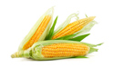 Производство кукурузы 2023 г.