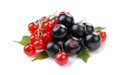 I would like to buy Rovada currant seedlings for
