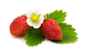 I will sell frozen wild strawberries from my own