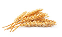 Треба нам ЦИФ пшеница
