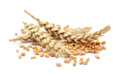 Здраво, тражимо пшеницу, кукуруз и јечам за наше биогас
