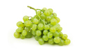 Органично винено грозде от сортовете Cagnina, Albana, Barbera и