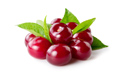 Juice cherry variety Łutówka for more information, please contact