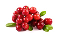 Large fruited cranberry from its own plantation, freshly harvested,