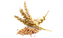 BUY FRESH CEREALS  CEREALS RYE, PRICE - AGRICULTURAL ADVERTISEMENTS, Agro-Market24