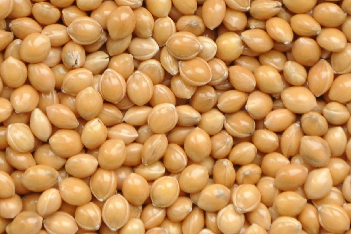 Просо кормовое семена. Просо (panicum miliaceum). Чумиза семена. Просо сорнополевое. Просо пшено просо.