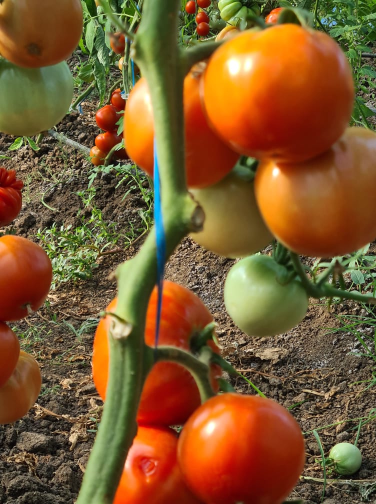 Tomaten aus meinem eigenen Solarium, ohne chemischen Dnger,