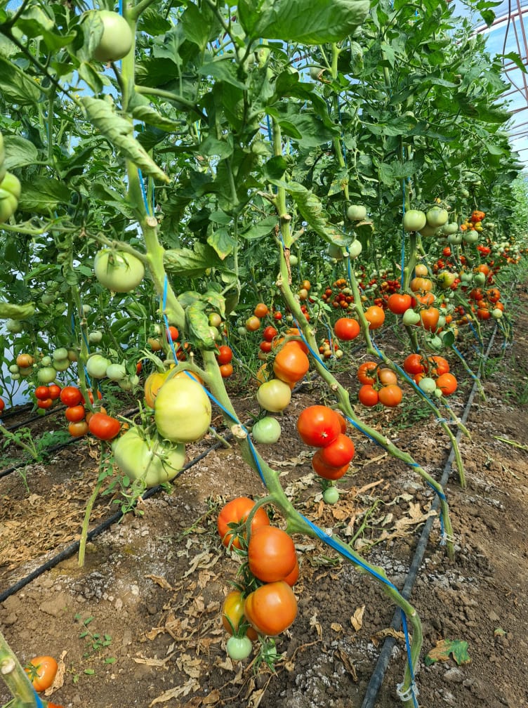 Tomaten aus meinem eigenen Solarium, ohne chemischen Dnger,