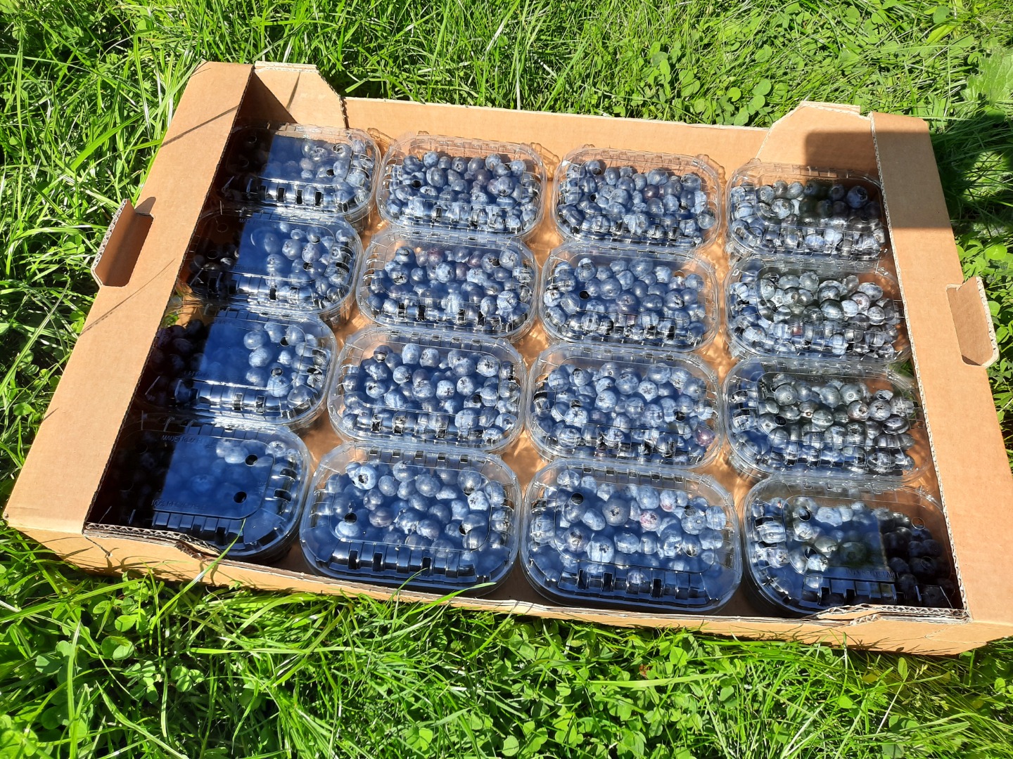 Blueberry Price Per 1 Kg Blueberries For Sale Buy Blueberries