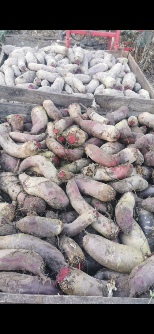 beetroots price per 1 kg - beetroots for sale - buy beetroots